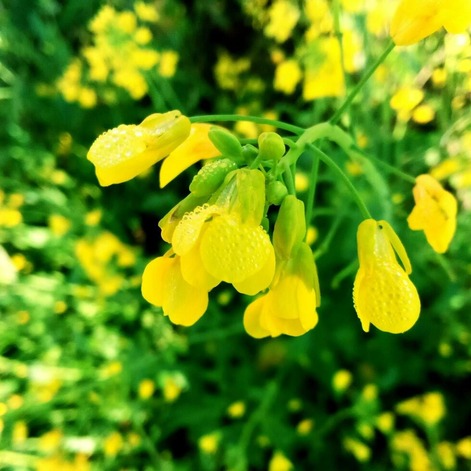 mustard oil Plant
