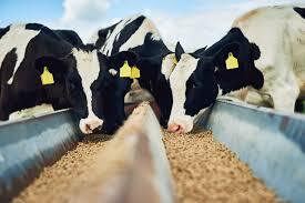 Manufacturer of animal feed