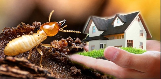 Termite control
