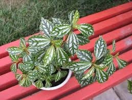 Aluminum plants