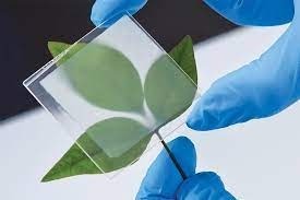 transparent wood