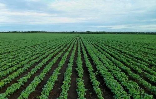 agro farming