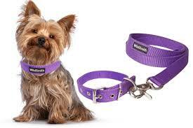 dog accessories
