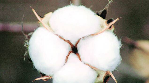 Cotton